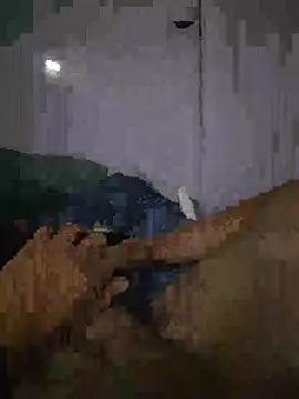 shainnfk online show from 03-01-26, 11:23