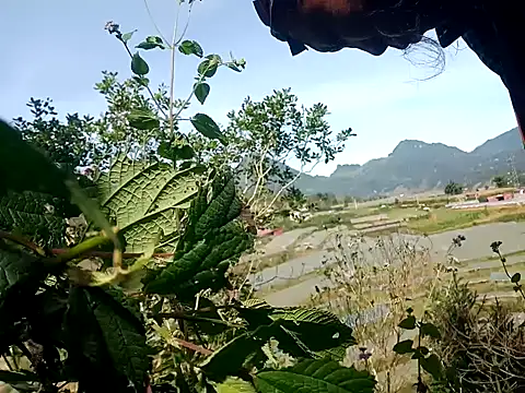 nui-show online show from 11-07-25, 03:50