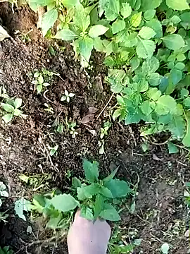 Fish yellow online show from 12-14-25, 09:47