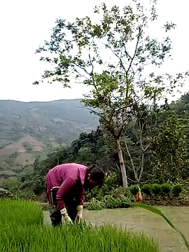 Noelle-e online show from 04-11-26, 10:41