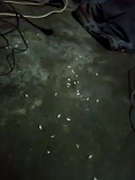 Snapshot of gugugyu chatting on 11-01-25, 04:20 gugugyu online show from 11-01-25, 04:20