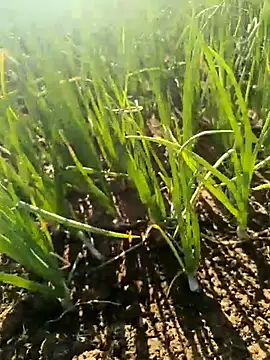 devil boy 0909 online show from 03-25-26, 02:50