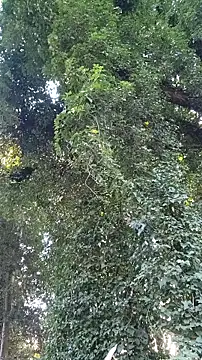 Horny hippie online show from 10-24-25, 09:33