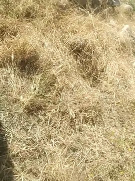 Snapshot of DanielGr27 chatting on 12-20-25, 07:10 DanielGr27 online show from 12-20-25, 07:10