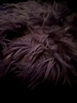 Snapshot of LilithAngle chatting on 01-11-26, 07:46 LilithAngle online show from 01-11-26, 07:46