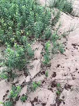 Snapshot of Annalua73 chatting on 01-18-26, 06:44 Annalua73 online show from 01-18-26, 06:44