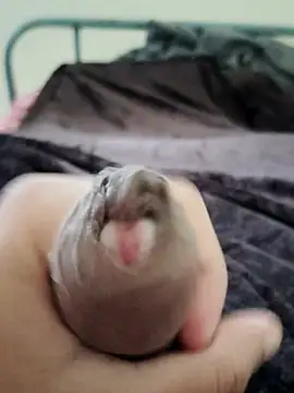 unknownuser96 online show from 01-09-26, 08:06