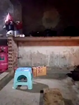 cdyyds-69 online show from 01-15-26, 11:08