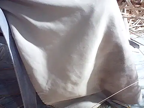 Futar8388 online show from 01-13-26, 12:21