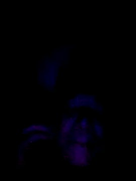 061190 online show from 02-28-26, 03:46