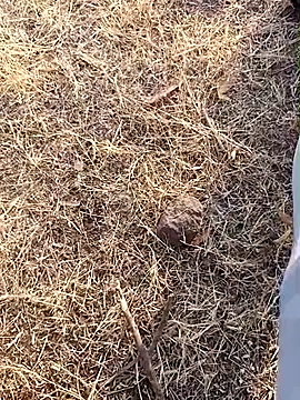 Snapshot of babu_bull chatting on 02-13-26, 02:40 babu bull online show from 02-13-26, 02:40