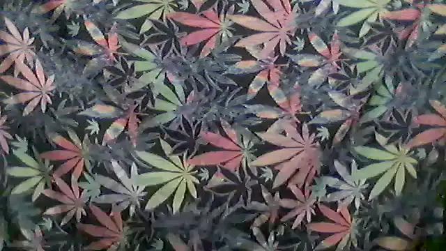 libraxxxstudios online show from 05-24-26, 11:26