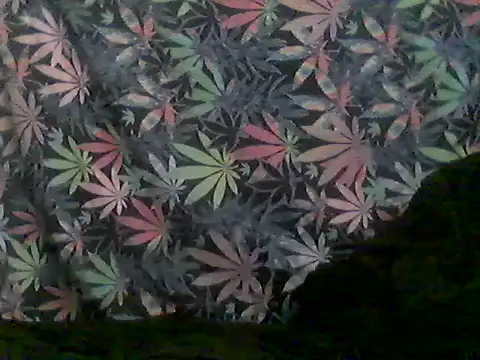 libraxxxstudios online show from 06-28-26, 09:59
