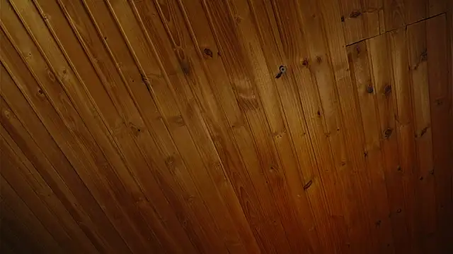 coraline latin online show from 09-25-25, 07:39