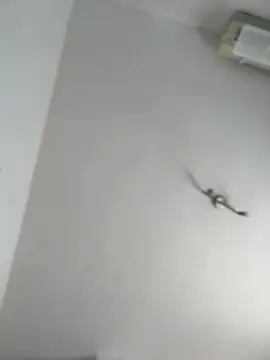 itsCassie online show from 10-13-25, 01:00