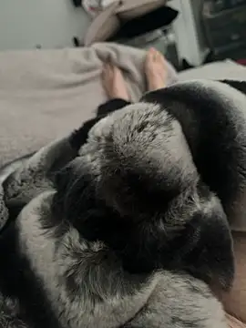 Snapshot of Furdale chatting on 12-24-24, 11:17 Furdale online show from 12-24-24, 11:17