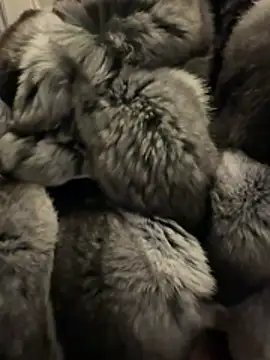 Furdale online show from 02-18-26, 04:58