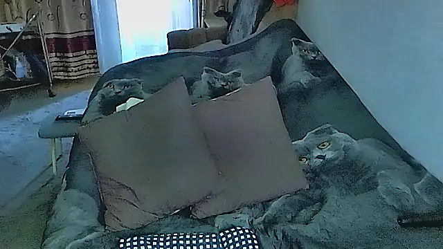 sex2 online show from 09-25-25, 11:52