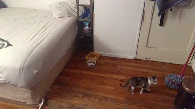 Snapshot of BIG-CkD_F chatting on 09-08-25, 03:33 BIG-CkD F online show from 09-08-25, 03:33