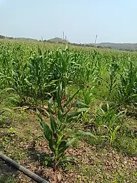 kummuduabbai online show from 03-27-26, 05:35