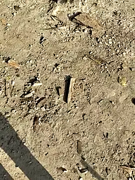 Gopal1243 online show from 01-08-26, 02:58