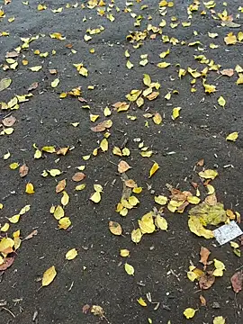 Snapshot of mihaixxx1 chatting on 11-09-25, 11:08 mihaixxx1 online show from 11-09-25, 11:08